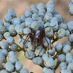 Oxyopes sp. (genus) (Lynx spider) at Goulburn, NSW - 20 Nov 2024 by trevorpreston