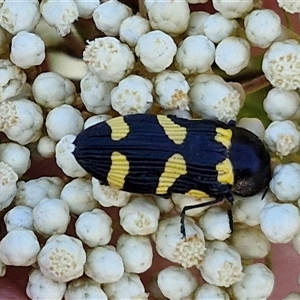 Castiarina australasiae at Goulburn, NSW - 20 Nov 2024