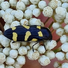 Castiarina australasiae at Goulburn, NSW - 20 Nov 2024