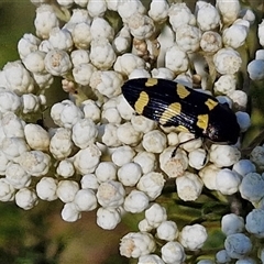 Castiarina australasiae at Goulburn, NSW - 20 Nov 2024