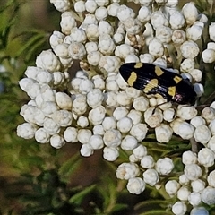 Castiarina australasiae at Goulburn, NSW - 20 Nov 2024