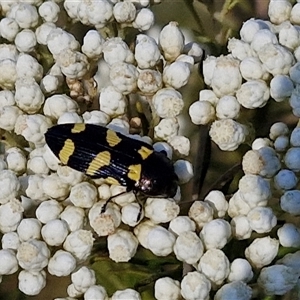 Castiarina australasiae at Goulburn, NSW - 20 Nov 2024