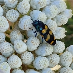 Castiarina livida (Jewel Beetle) at Goulburn, NSW - 20 Nov 2024 by trevorpreston