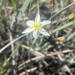 Thelionema umbellatum (Clustered Lily) at Tinderry, NSW by JaneR