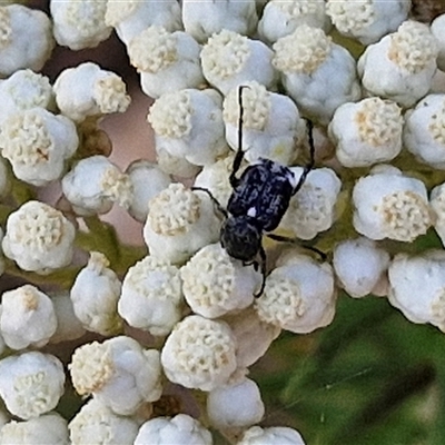 Microvalgus sp. (genus) (Flower scarab) at Goulburn, NSW - 20 Nov 2024 by trevorpreston