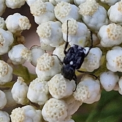 Microvalgus sp. (genus) at Goulburn, NSW - 20 Nov 2024 05:02 PM