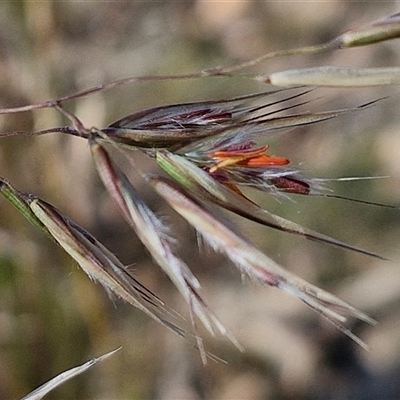 Rytidosperma pallidum (Red-anther Wallaby Grass) at Goulburn, NSW - 20 Nov 2024 by trevorpreston