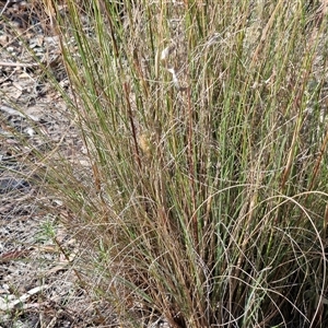 Rytidosperma pallidum at Goulburn, NSW - 20 Nov 2024 05:01 PM