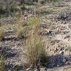 Rytidosperma pallidum at Goulburn, NSW - 20 Nov 2024 05:01 PM