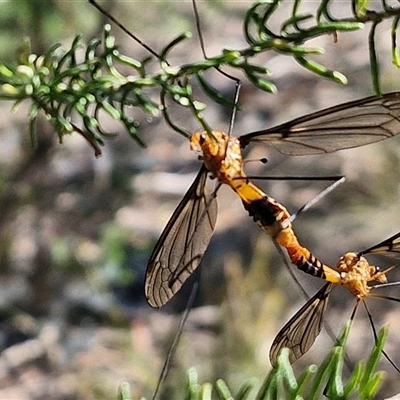 Leptotarsus (Leptotarsus) sp.(genus) (A Crane Fly) at Goulburn, NSW - 20 Nov 2024 by trevorpreston