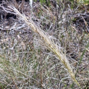 Austrostipa densiflora at Goulburn, NSW - 20 Nov 2024 04:58 PM