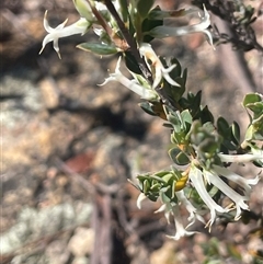 Brachyloma daphnoides (Daphne Heath) at Tinderry, NSW - 20 Nov 2024 by JaneR