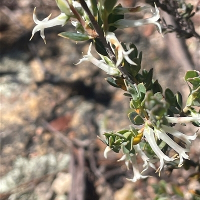 Brachyloma daphnoides (Daphne Heath) at Tinderry, NSW - 20 Nov 2024 by JaneR