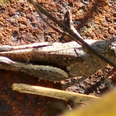 Cirphula pyrrhocnemis (Variable Cirphula) at Goulburn, NSW - 20 Nov 2024 by trevorpreston