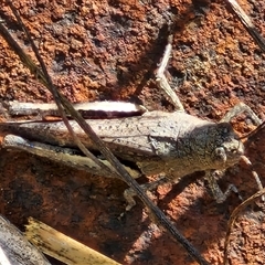 Cirphula pyrrhocnemis at Goulburn, NSW - 20 Nov 2024 04:58 PM