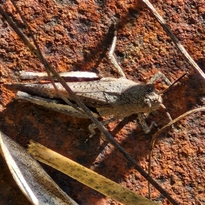 Cirphula pyrrhocnemis at Goulburn, NSW - 20 Nov 2024 04:58 PM