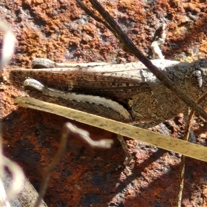 Cirphula pyrrhocnemis at Goulburn, NSW - 20 Nov 2024 04:58 PM