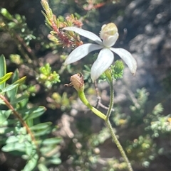 Caladenia moschata (Musky Caps) at Tinderry, NSW - 19 Nov 2024 by JaneR