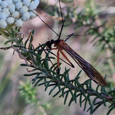 Harpobittacus sp. (genus) (Hangingfly) at Goulburn, NSW - 20 Nov 2024 by trevorpreston