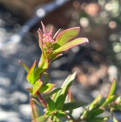 Platysace lanceolata (Shrubby Platysace) at Tinderry, NSW - 19 Nov 2024 by JaneR