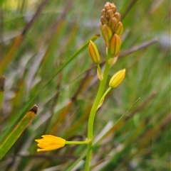 Bulbine bulbosa (Golden Lily, Bulbine Lily) at Tinderry, NSW - 20 Nov 2024 by Csteele4