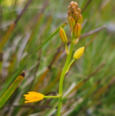 Bulbine bulbosa (Golden Lily, Bulbine Lily) at Tinderry, NSW - 20 Nov 2024 by Csteele4