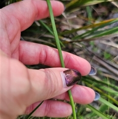 Bulbine bulbosa at Tinderry, NSW - 20 Nov 2024 05:01 PM