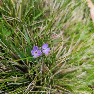 Veronica gracilis (Slender Speedwell) at Tinderry, NSW - 20 Nov 2024 by Csteele4