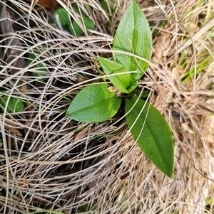 Pterostylis sp. at Tinderry, NSW - suppressed