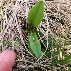 Pterostylis sp. at Tinderry, NSW - suppressed