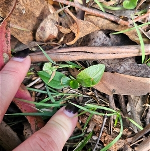 Pterostylis sp. at Tinderry, NSW - suppressed