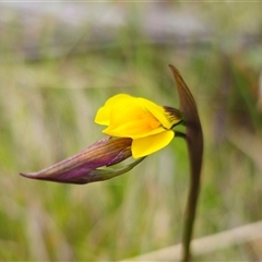 Diuris monticola (Highland Golden Moths) at Tinderry, NSW - 20 Nov 2024 by Csteele4