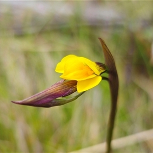 Diuris monticola at Tinderry, NSW - suppressed