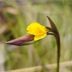 Diuris monticola at Tinderry, NSW - suppressed