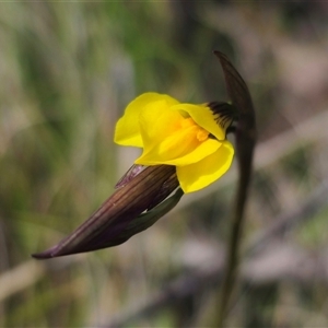 Diuris monticola at Tinderry, NSW - suppressed