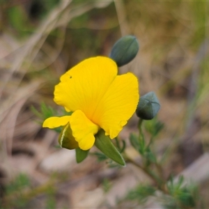 Gompholobium huegelii at Tinderry, NSW - 20 Nov 2024