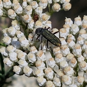 Eleale simplex at Goulburn, NSW - 20 Nov 2024