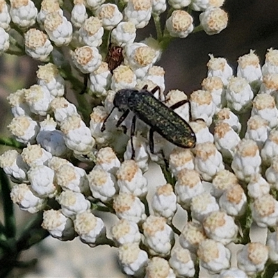 Eleale simplex (Clerid beetle) at Goulburn, NSW - 20 Nov 2024 by trevorpreston