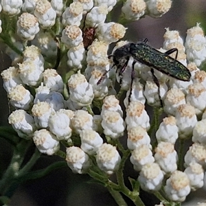 Eleale simplex at Goulburn, NSW - 20 Nov 2024 04:54 PM