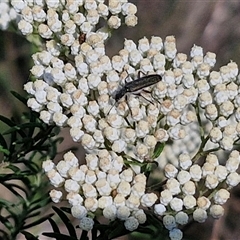 Eleale simplex at Goulburn, NSW - 20 Nov 2024