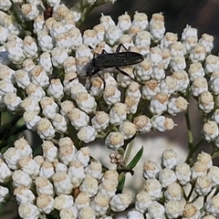 Eleale simplex at Goulburn, NSW - 20 Nov 2024 04:54 PM