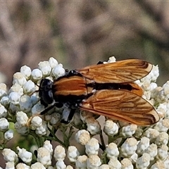 Pelecorhynchus fulvus (Orange cap-nosed fly) at Goulburn, NSW - 20 Nov 2024 by trevorpreston