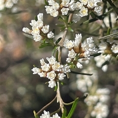 Ozothamnus thyrsoideus (Sticky Everlasting) at Tinderry, NSW - 20 Nov 2024 by JaneR