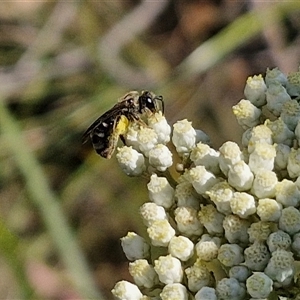 Lasioglossum (Chilalictus) sp. (genus & subgenus) at Goulburn, NSW - 20 Nov 2024 04:51 PM