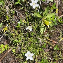 Montia australasica (White Purslane) at Tinderry, NSW - 20 Nov 2024 by JaneR