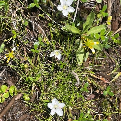 Montia australasica (White Purslane) at Tinderry, NSW - 20 Nov 2024 by JaneR