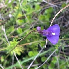 Utricularia dichotoma (Fairy Aprons, Purple Bladderwort) at Tinderry, NSW - 20 Nov 2024 by JaneR