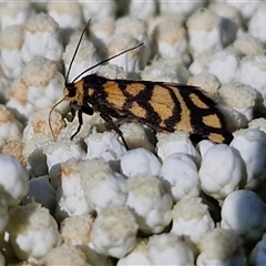 Asura lydia (Lydia Lichen Moth) at Goulburn, NSW - 20 Nov 2024 by trevorpreston