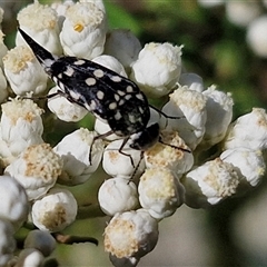 Mordella dumbrelli (Dumbrell's Pintail Beetle) at Goulburn, NSW - 20 Nov 2024 by trevorpreston