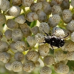 Microvalgus sp. (genus) (Flower scarab) at Goulburn, NSW - 20 Nov 2024 by trevorpreston